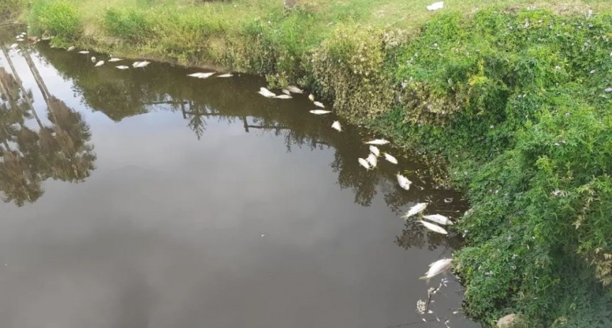 Carmen de Areco: Bromatología encontró peces muertos en el río