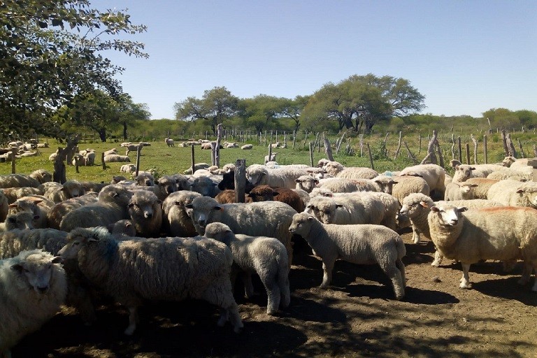 Entre Ríos: Productores ovinos de la Provincia exportaron 17 toneladas de carne a Medio Oriente