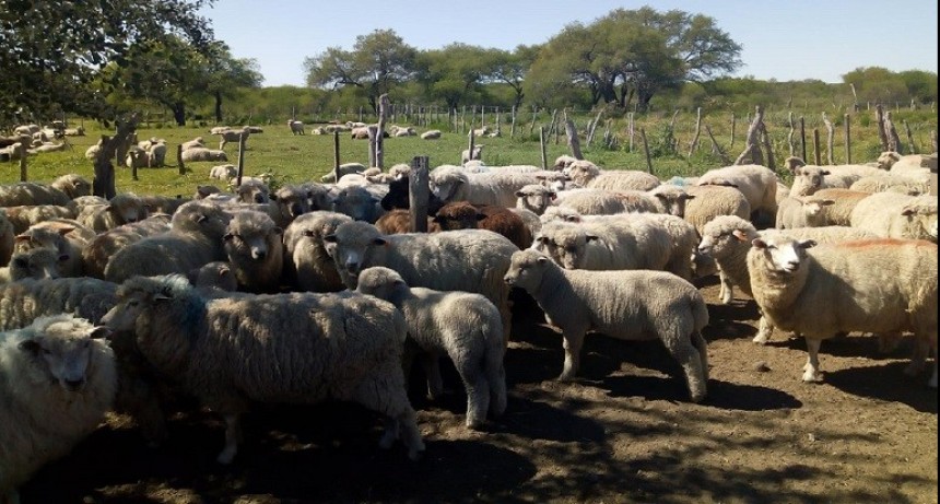 Entre Ríos: Productores ovinos de la Provincia exportaron 17 toneladas de carne a Medio Oriente