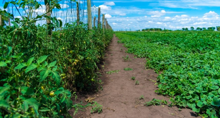 Leandro N. Alem: Incentivo a la agroecología y pequeños productores 