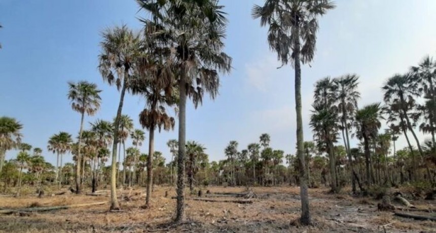 Formosa: El Gobernador Insfrán decretó la Emergencia Agropecuaria 