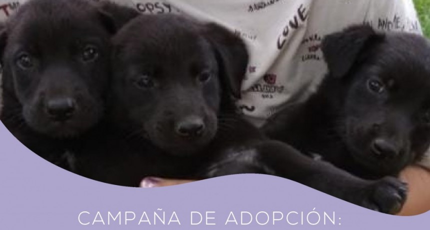 S. A. de Giles: El Centro de Zoonosis Municipal te invita a que adoptes de manera responsable