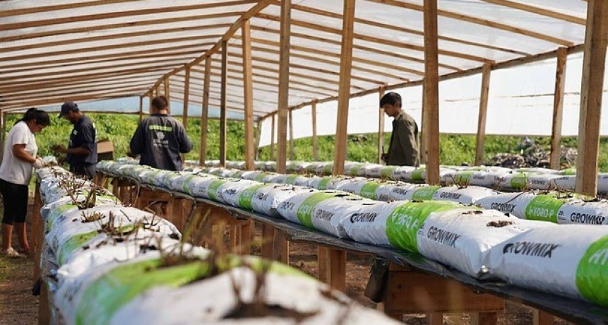 Escobar: La Municipalidad comenzó a producir frutillas en el Polo Ambiental de Maquinista Savio