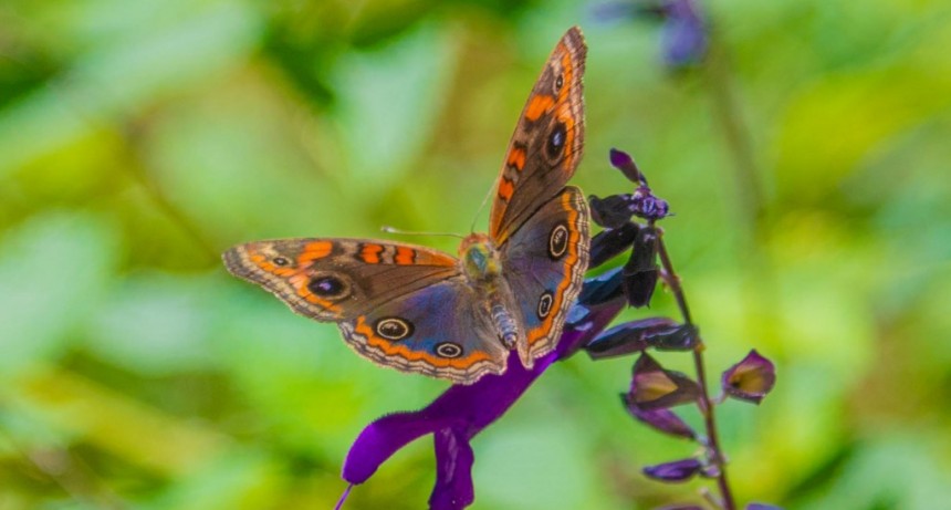 Gran cantidad de mariposas en San Fernando: ¿Cuál es el motivo de su sorprendente aparición?