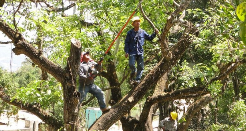 Baradero: Prohíben la poda, despunte y corte de ramas hasta el 2 de mayo