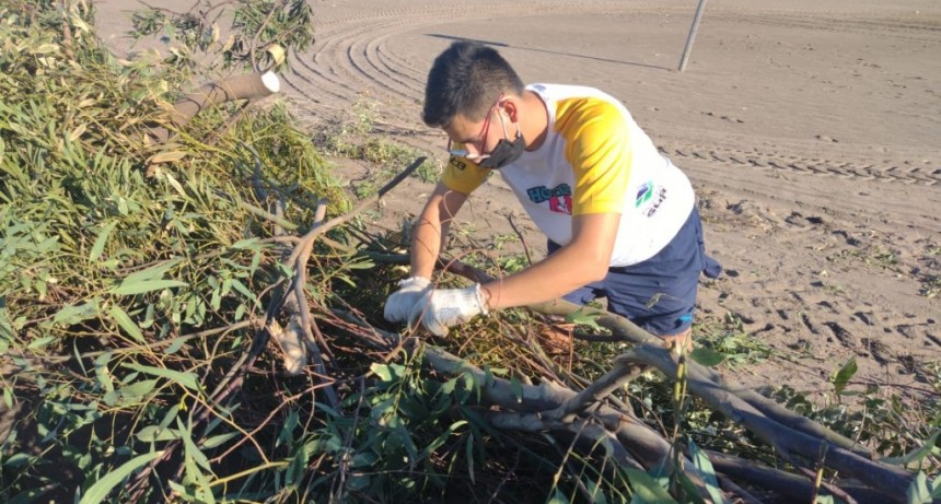 Monte Hermoso: Continúa el armado de enquinchados en playa para la retención de arena y fijamiento de médanos 