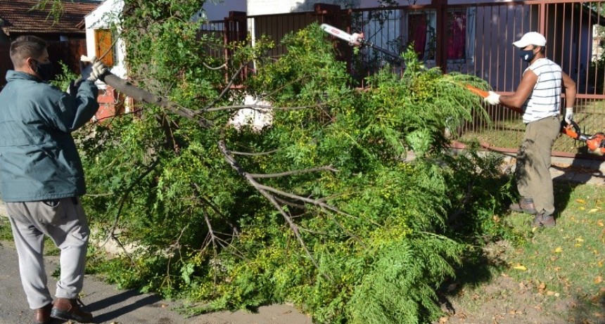 Tres Lomas: En mayo comienza la temporada de poda de arbolado urbano 