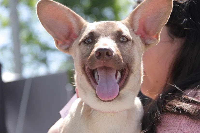 Morón: El Municipio celebra la Semana de los Animales con una campaña gratuita de vacunación antirrábica