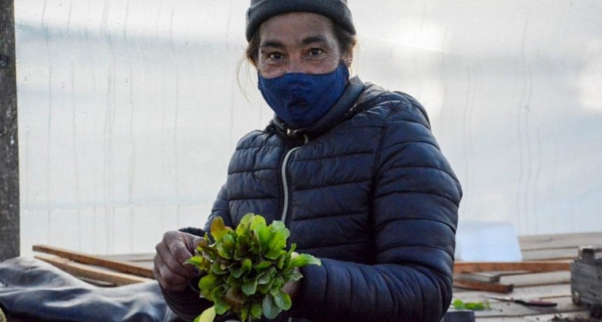 C. de Areco: Sigue avanzando la huerta municipal