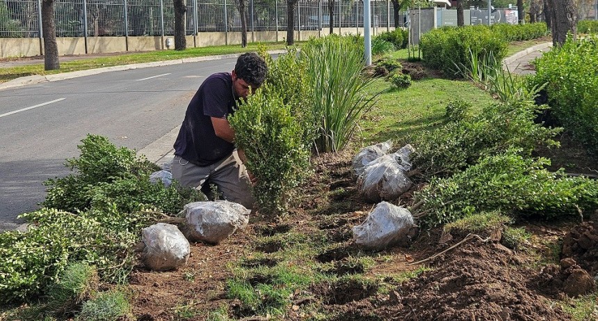 San Nicolás: La Municipalidad realiza plantaciones de nuevos arbustos en los espacios públicos 