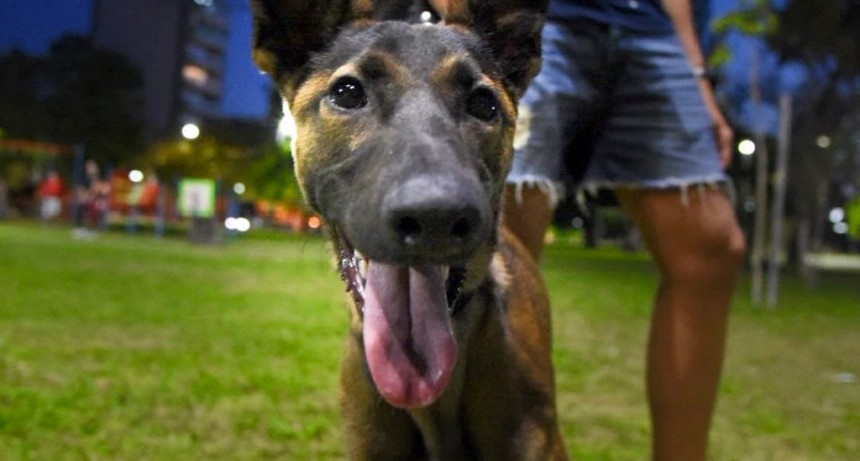 La Plata: Se llevará adelante una jornada de vacunación antirrábica gratuita en Plaza Yrigoyen