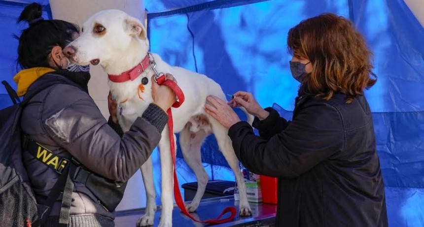Vicente López: Nueva jornada de vacunación para perros y gatos en el distrito