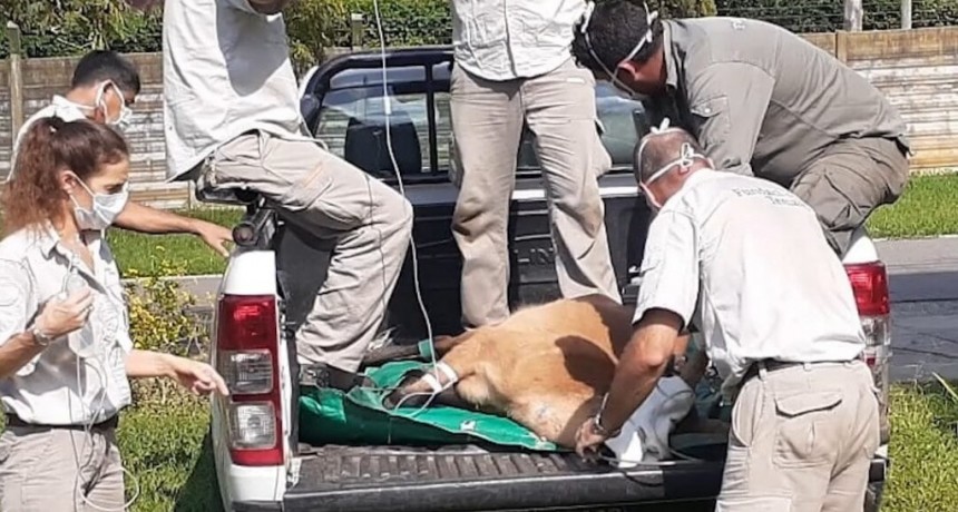 San Fernando: Se liberó un ciervo de los pantanos rescatado en el Delta  