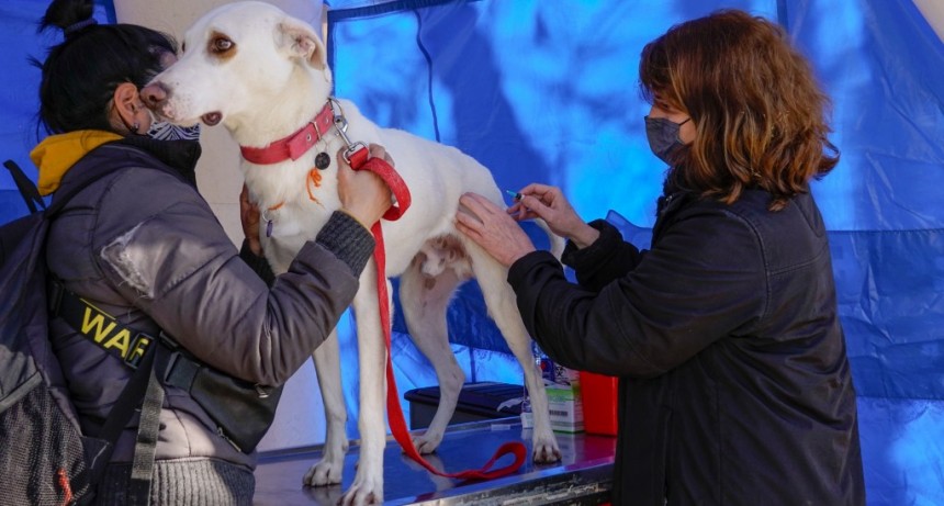 Vicente López: Nueva jornada de vacunación antirrábica gratuita