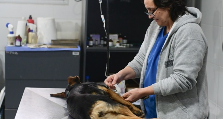 Escobar: Zoonosis celebra nueve a&ntilde;os con un hospital totalmente renovado