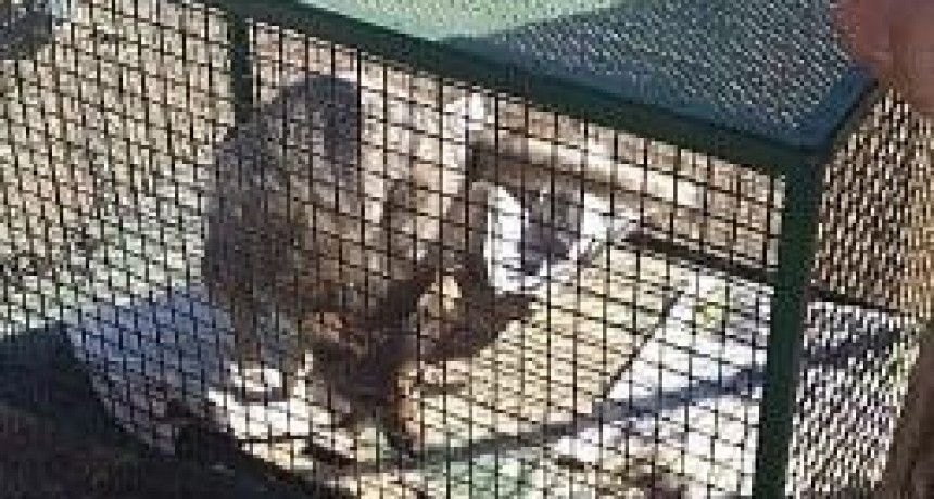 Magdalena: Rescatan un zorro que se encontraba en cautiverio 