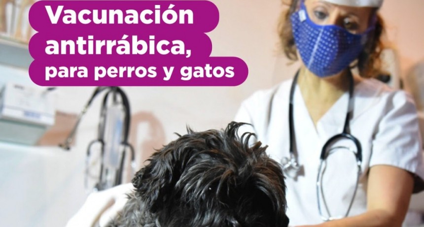 La Plata: Vacunación antirrábica gratuita para perros y gatos en City Bell