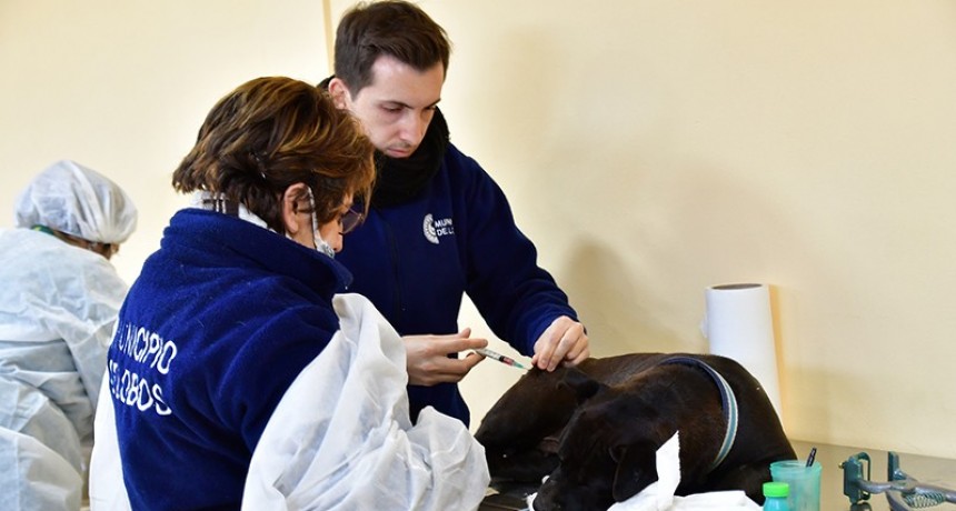 Lobos: La importancia de vacunar, castrar y registrar razas potencialmente peligrosas