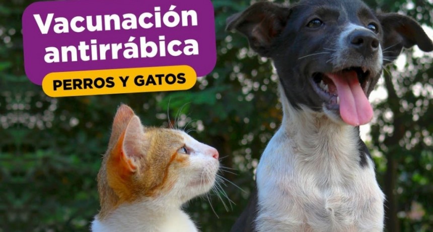 La Plata: Vecinos de Savoia podrán acercar a sus mascotas para una jornada de vacunación antirrábica gratuita