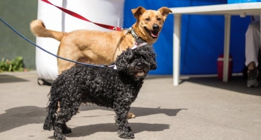 Nueva jornada de vacunación para perros y gatos en Vicente López