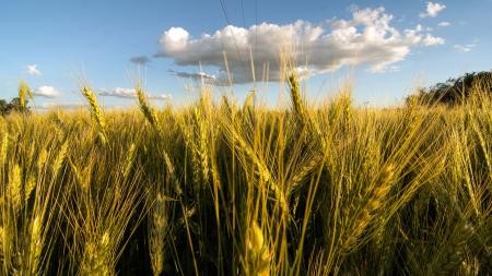 Argentina acordó con China la exportación de trigo, lana y menudencias bovinas