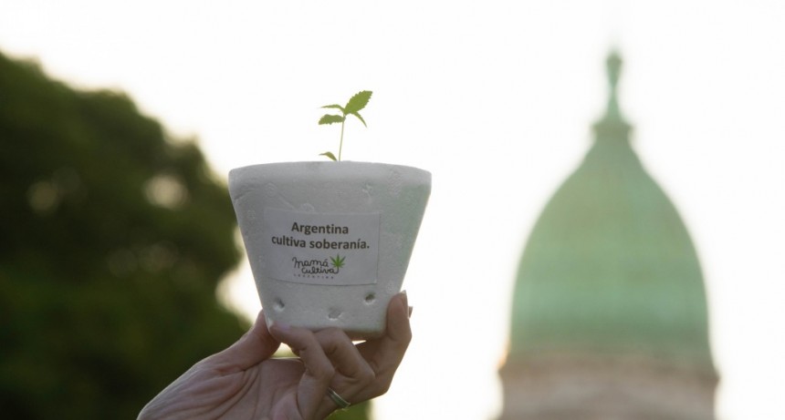 Moreno: Jóvenes que concientizaban sobre el uso del cannabis medicinal, fueron violentamente reprimidos 