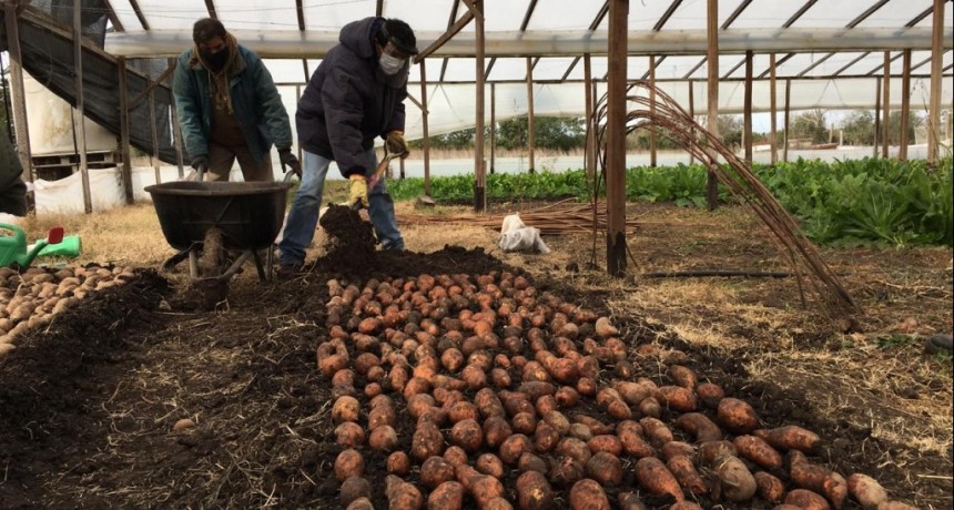 Aníbal Duarte: “Los productores familiares no especulan con el dólar porque esa producción está dirigida al consumo interno” 