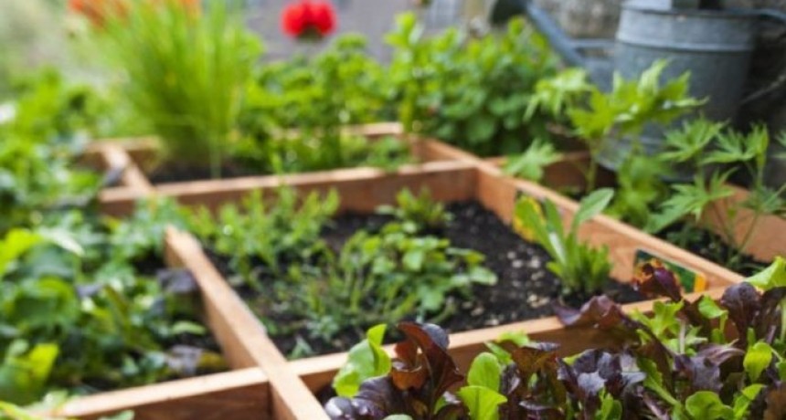 San Salvador (ER): Se realizará el concurso “Mi Huerta en Casa”