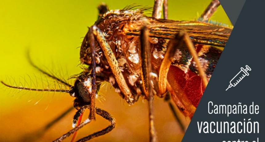 Baradero: Comenzó la Campaña de Vacunación contra el Dengue