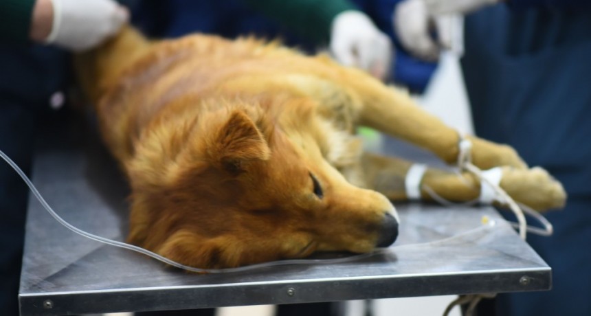 Zoonosis Escobar retomó el sistema de turnos online para castraciones 