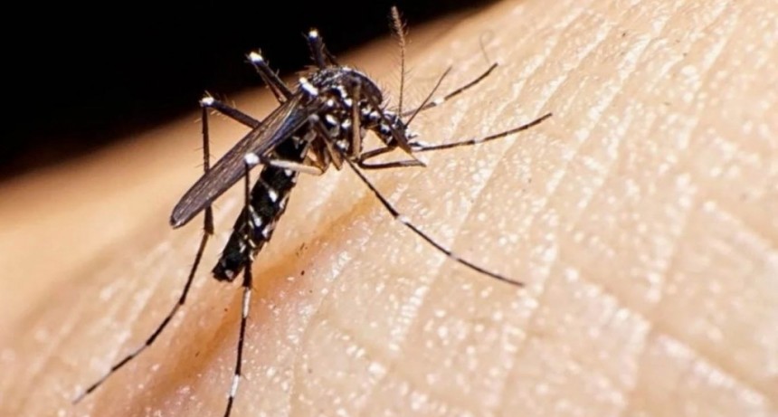 Según los datos en 2020 del CONICET se cuadruplicaron los casos de dengue en el país