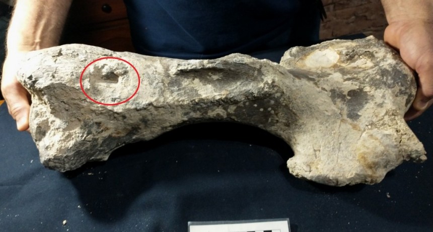 San Pedro: Descubren perezoso fósil mordido por un oso prehistórico gigante 