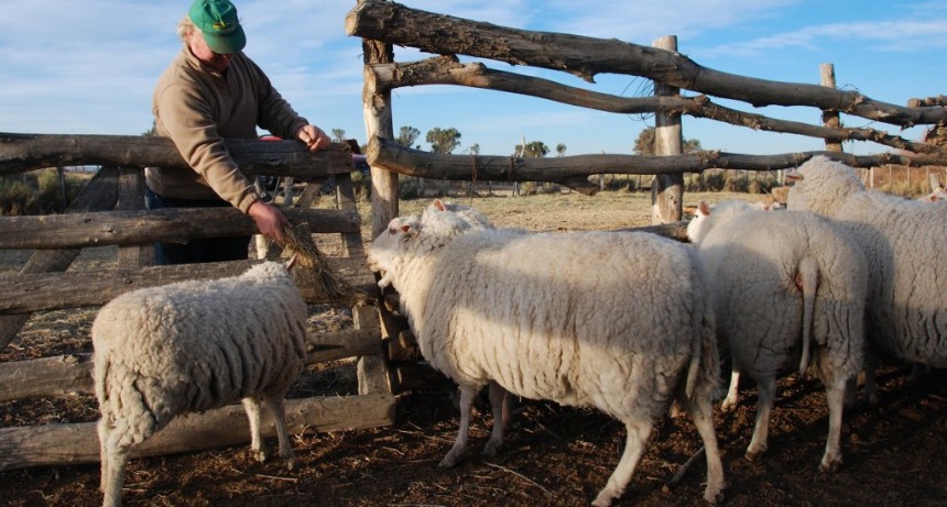 Patagones fue incorporado al Programa de compensación económica para pequeños y medianos productores de lana ovina
