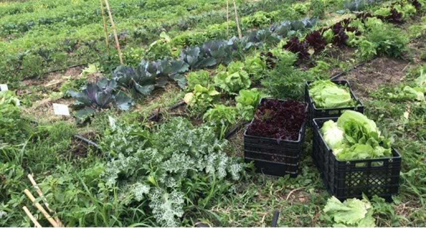 Lincoln: Abre la inscripción a la Tecnicatura en Producción Vegetal Orgánica  