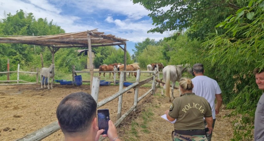 Escobar: La Municipalidad volvió a clausurar el sector hípico del barrio Haras Santa María y rescató a tres caballos