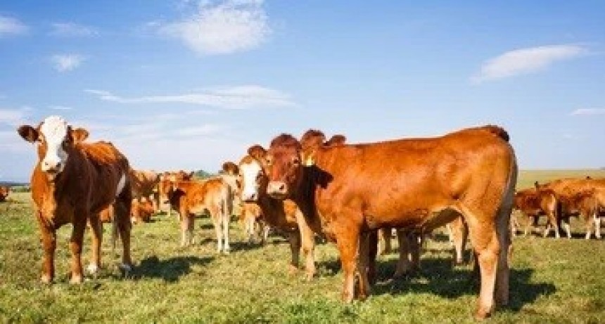 Argentina refuerza sus controles ante el foco de fiebre aftosa en Alemania