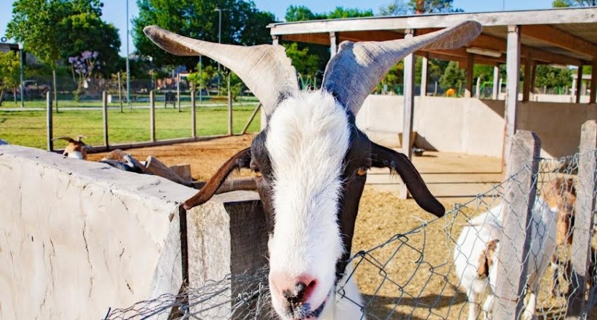 Berazategui: El verano se vive a pleno en el Parque de la Familia y los Animales 