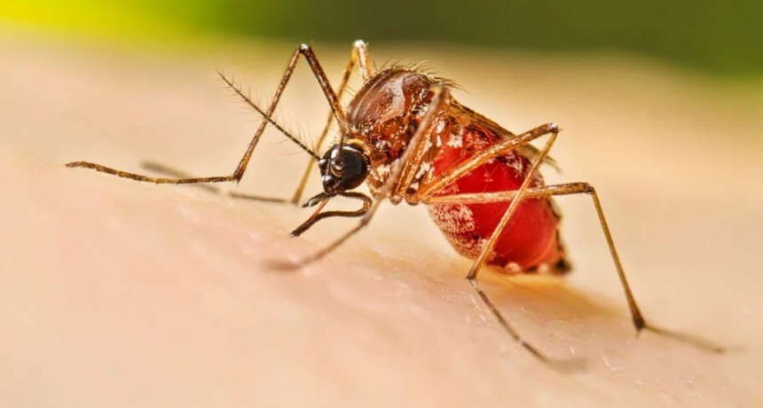 La mayoría de los segundos contagios de dengue no desarrollan formas graves de la enfermedad