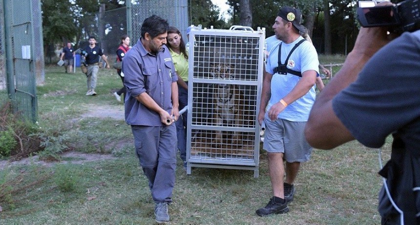 Luján: Comienza el traslado de animales del ex zoológico a santuarios internacionales