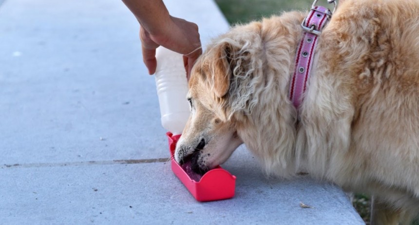 La Plata: Los “sí” y los “no” del Municipio para cuidar la salud de perros y gatos durante la ola de calor