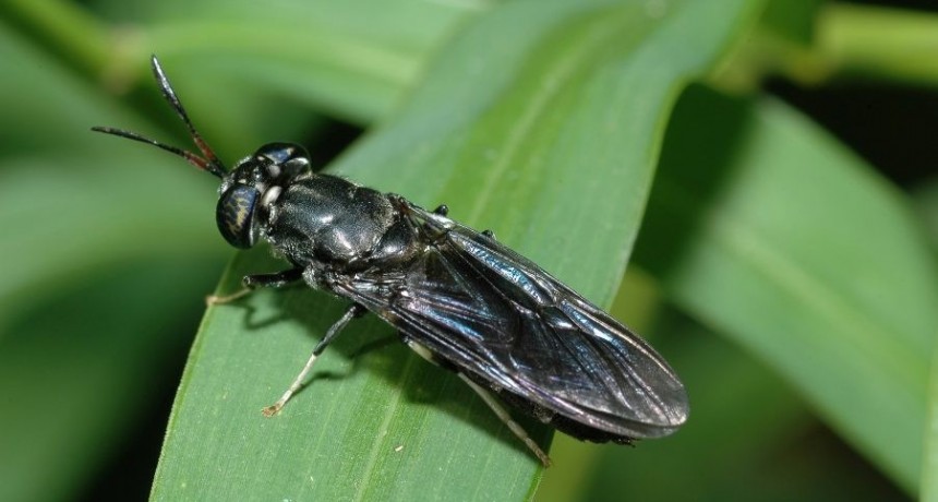 Balcarce: Procens inaugura la primera bioplanta de cría de insectos para consumo animal en Argentinas