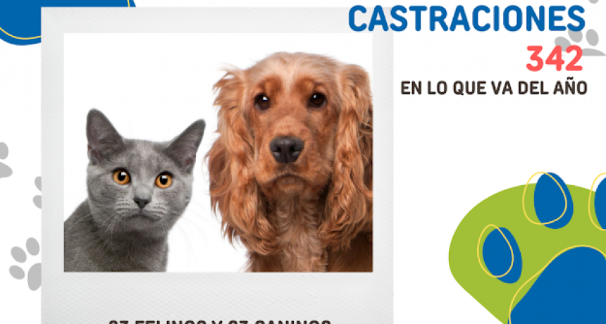 Puan: El Móvil de Sanidad Animal realizó 146 castraciones en marzo