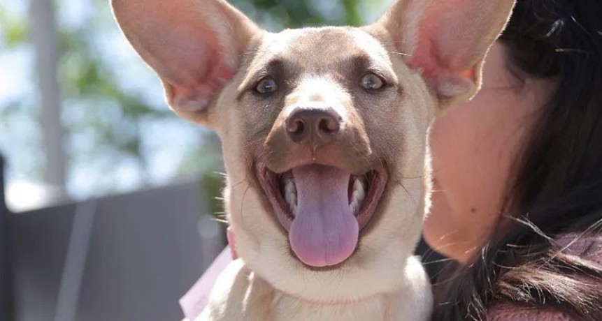 Morón: El Municipio celebra la Semana de los Animales con una campaña gratuita de vacunación antirrábica