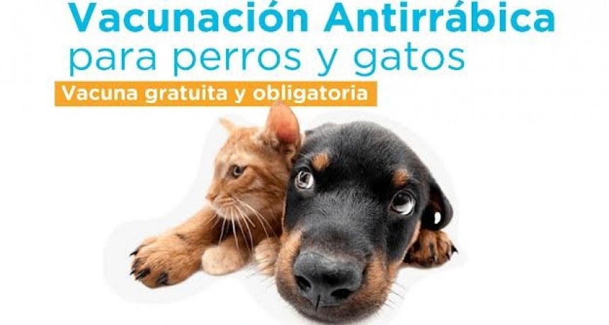 Bolívar: Comienza la campaña de vacunación antirrábica 