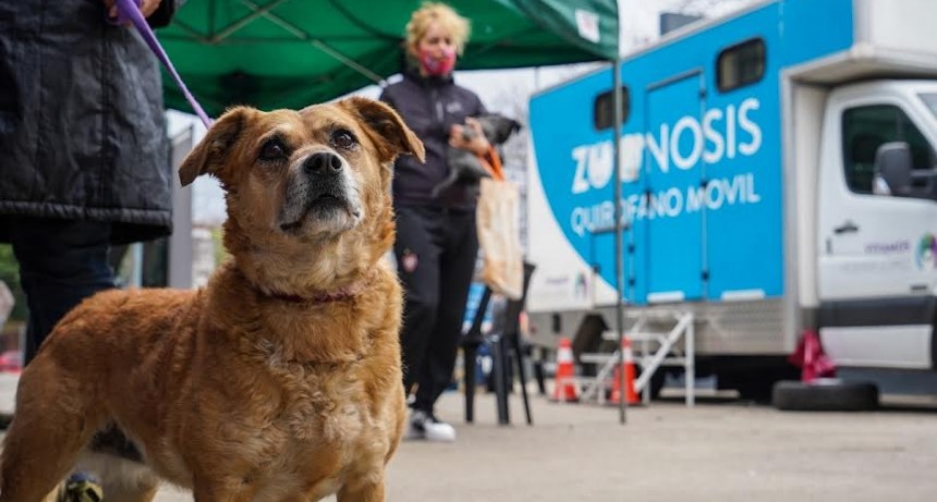 Vicente López: Nueva jornada de castración para perros y gatos