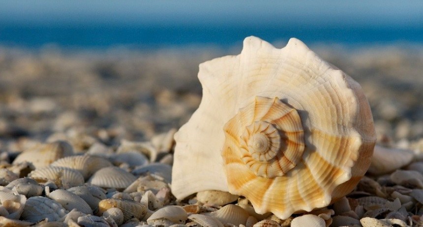 Monte Hermoso: Instituciones educativas colaboran y se concientizan sobre la restitución de caracoles y conchillas a la playa