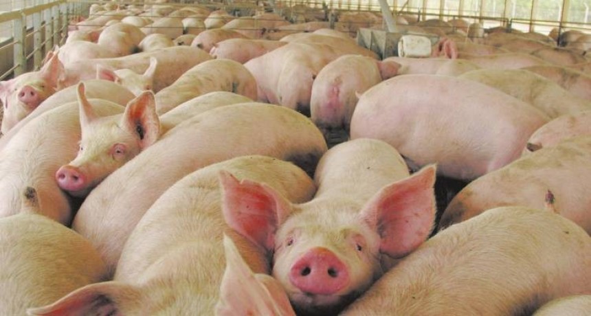 Recomendaciones ante el brote de triquinosis en 9 municipios de la provincia