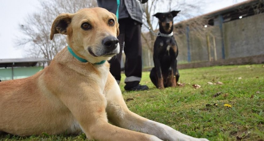 Luján: El Municipio lanza una campaña de adopción responsable de mascotas