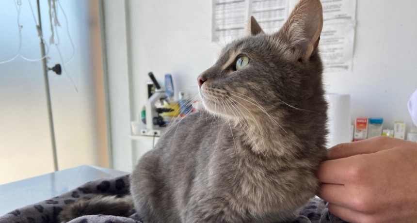 Luján: Se realizará una nueva Campaña de Vacunación Antirrábica en veterinarias