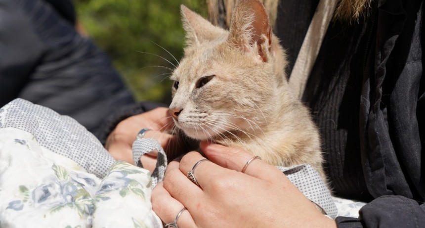 Merlo: Se realizó una nueva jornada de castraciones en Mariano Acosta